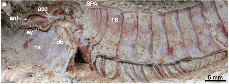 Illustration for article titled Ancient fossil reveals that Cthulhu really did live on Earth 500 million years ago